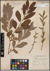 Foto von Salix cinerea L.